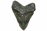 Serrated, Fossil Megalodon Tooth - North Carolina #319901-2